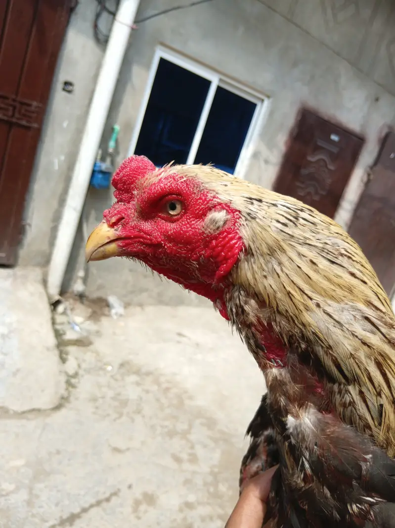 Pakistani breed roaster 3.3kg weight — photo 2