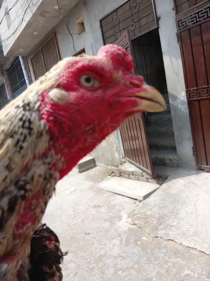Pakistani breed roaster 3.3kg weight — photo 3