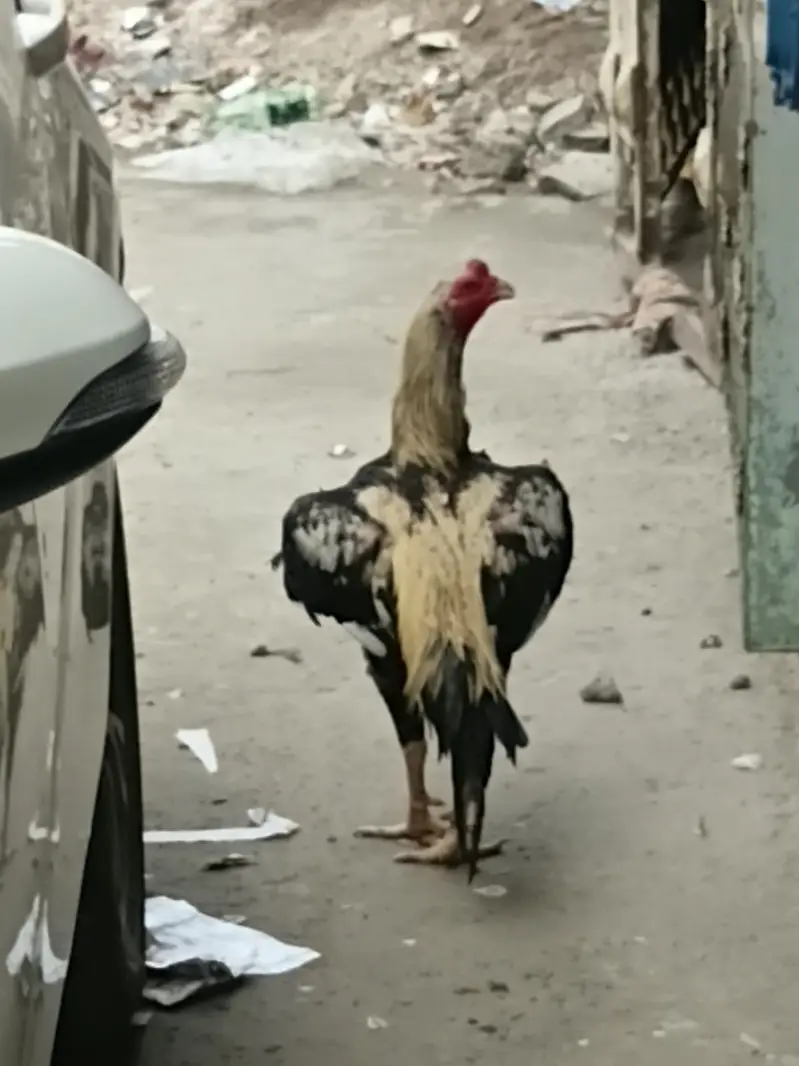 Pakistani breed roaster 3.3kg weight — photo 4