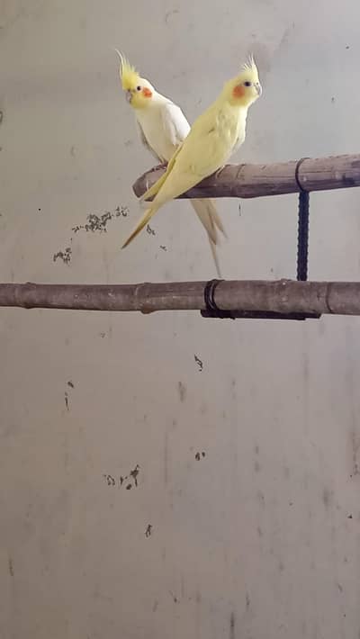 cocktail ready to breed pair