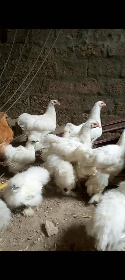 Heavy buff , silkie , Australorp available for sale