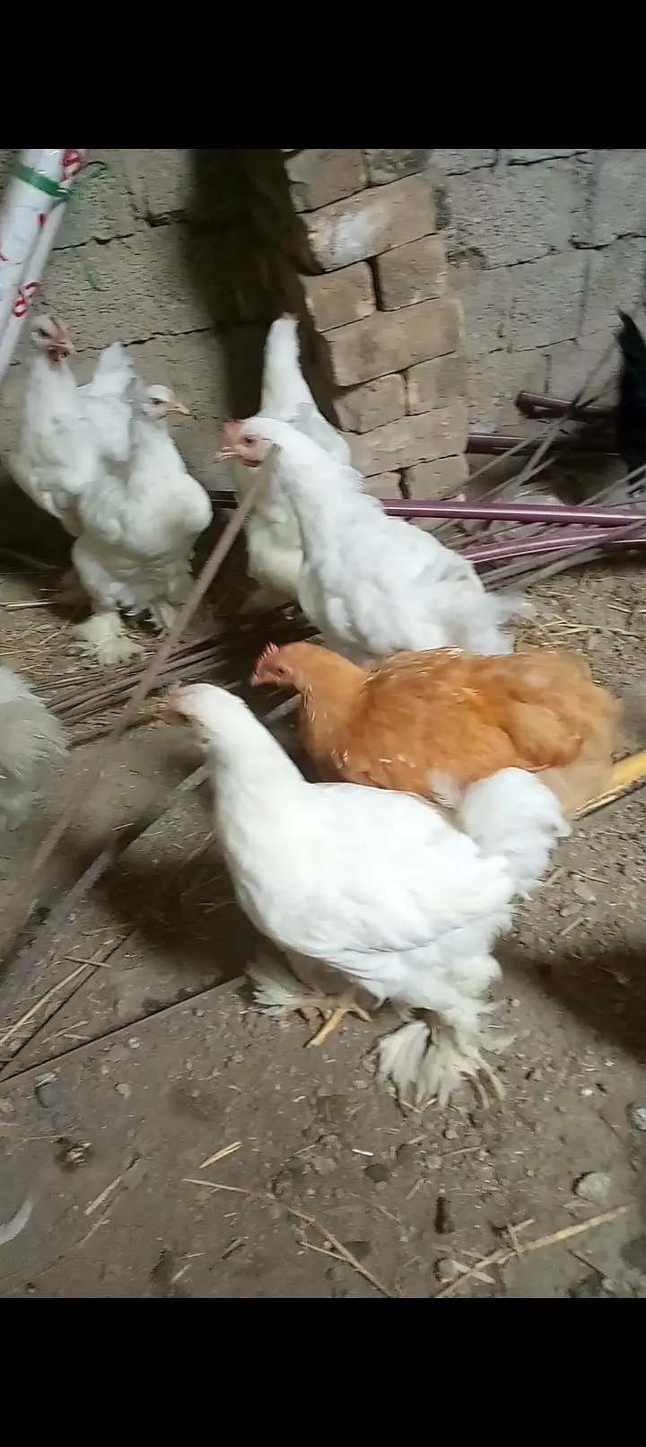 Heavy buff , silkie , Australorp available for sale — photo 2