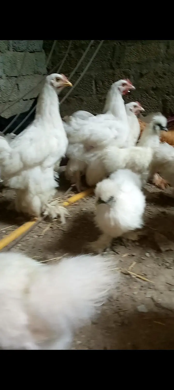 Heavy buff , silkie , Australorp available for sale — photo 3