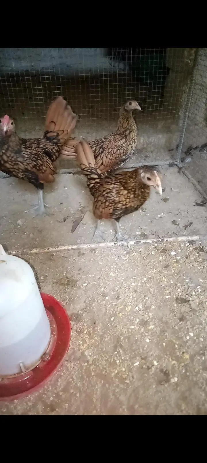 Heavy buff , silkie , Australorp available for sale — photo 4