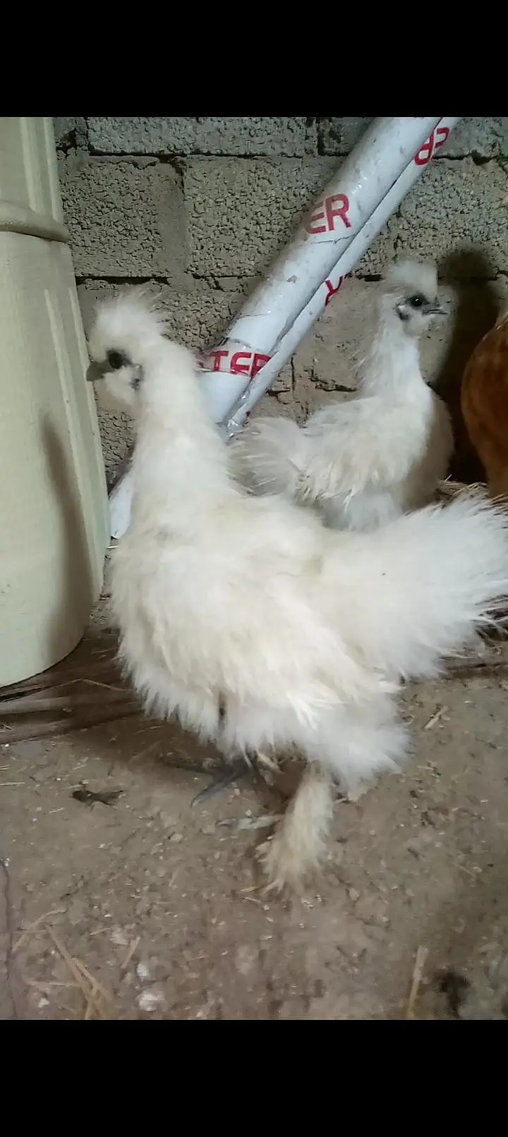Heavy buff , silkie , Australorp available for sale — photo 5