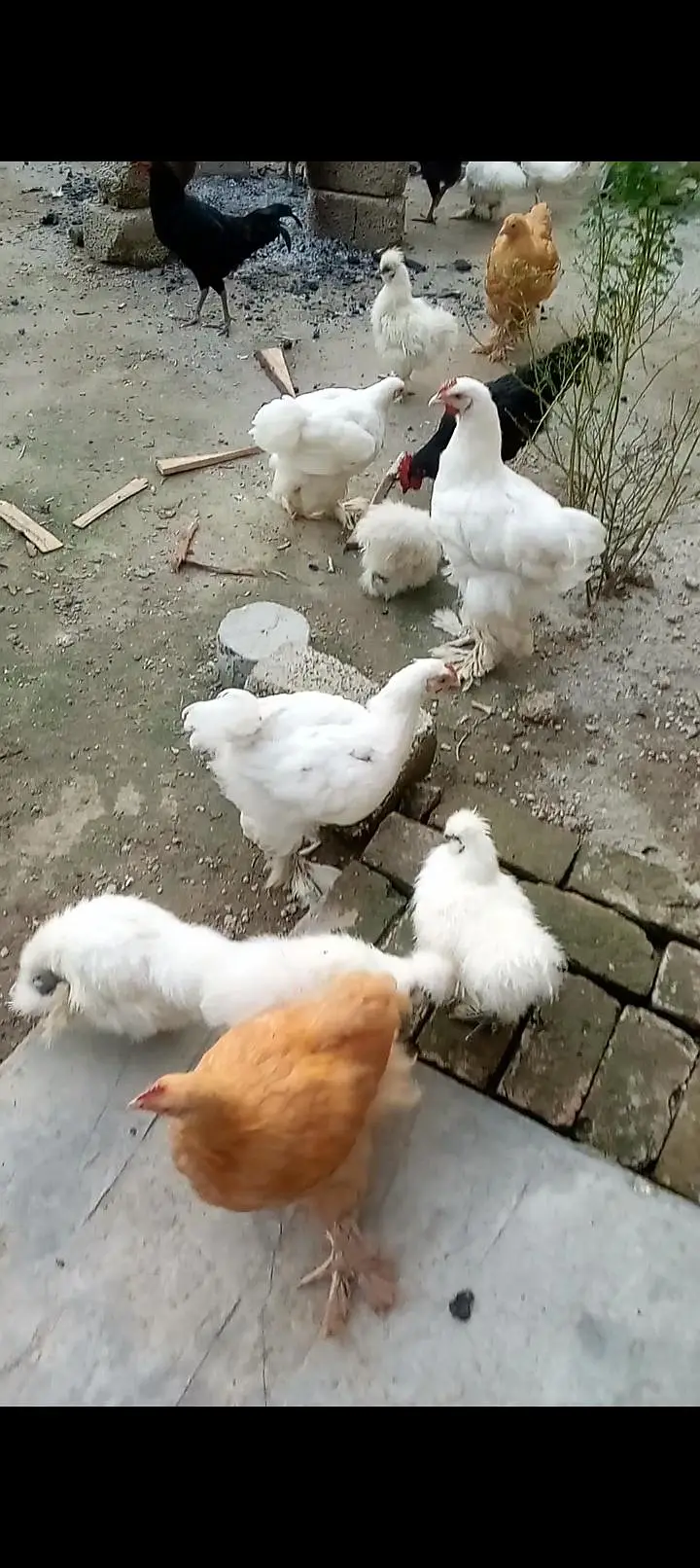 Heavy buff , silkie , Australorp available for sale — photo 7