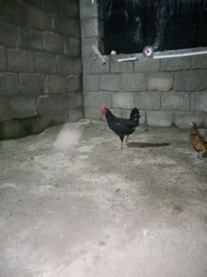 Heavy buff , silkie , Australorp available for sale — photo 8