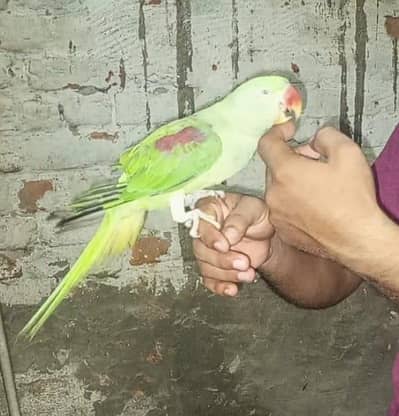 Pahari Raw Kashmiri Parrot