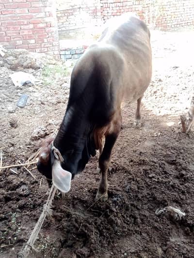 2027 ke kurbani ka leya best 2 vacha