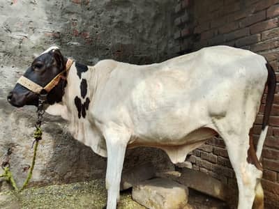 healthy and active cow