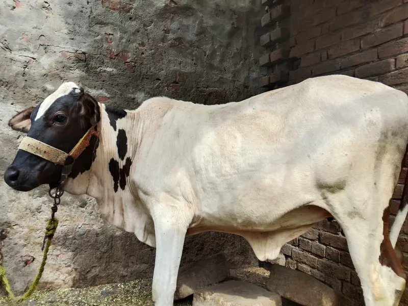 healthy and active cow — photo 2