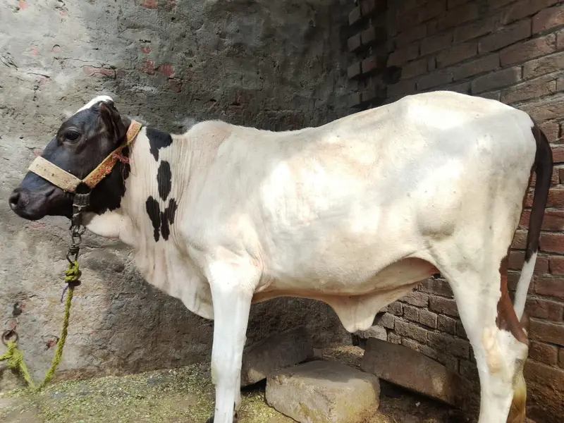 healthy and active cow — photo 3