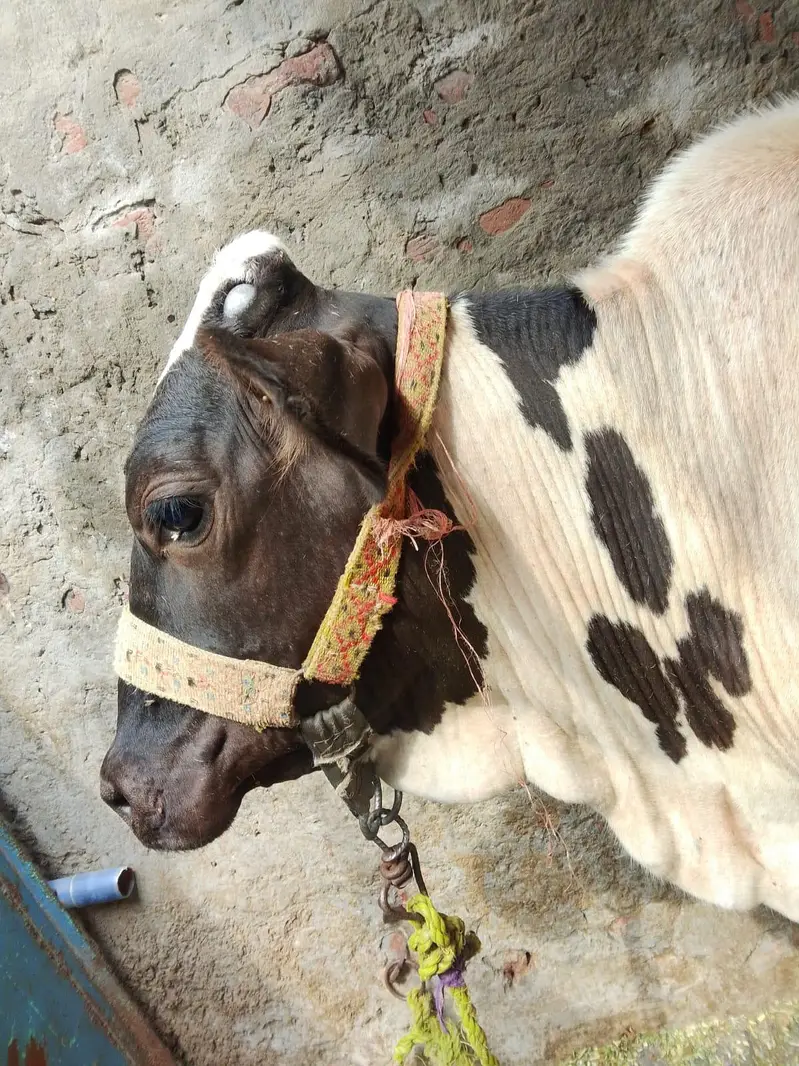 healthy and active cow — photo 4