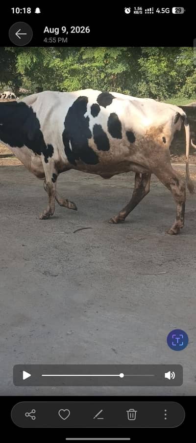 Austrialian cow