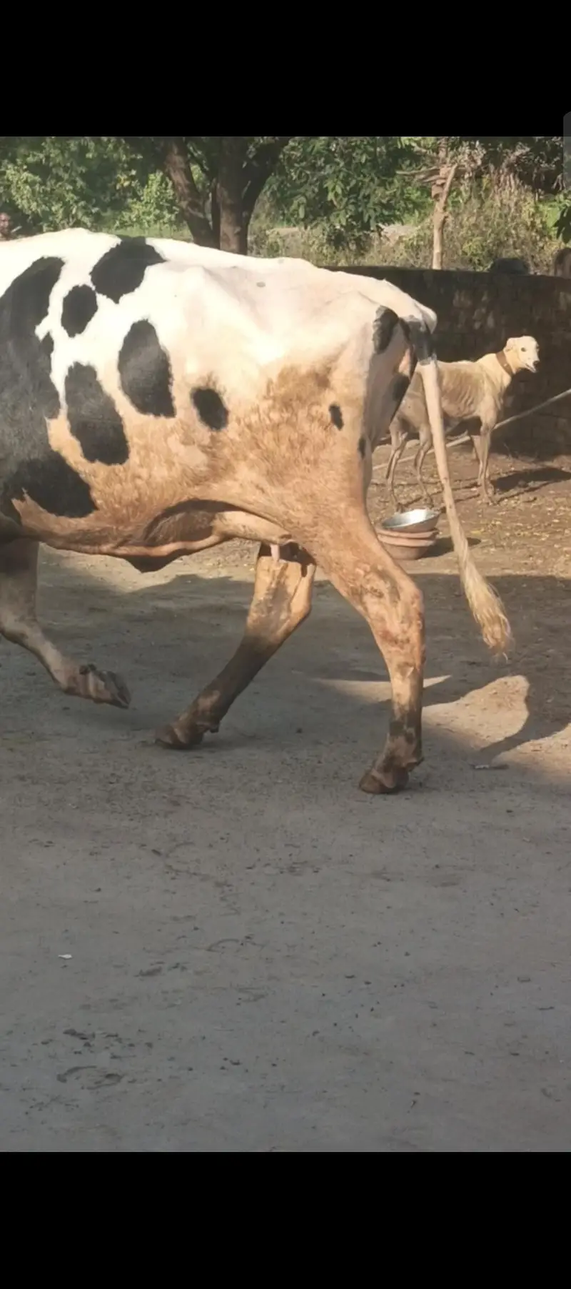 Austrialian cow — photo 2