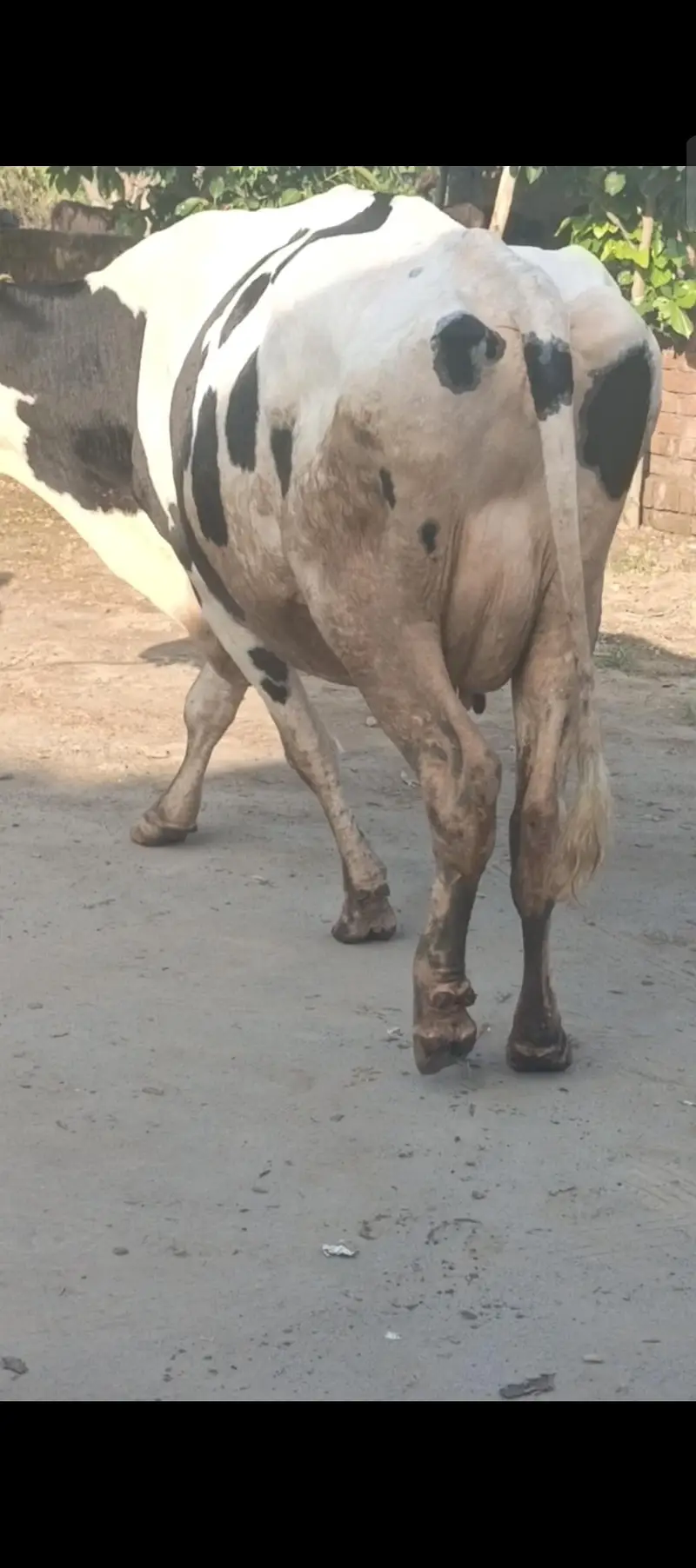 Austrialian cow — photo 3
