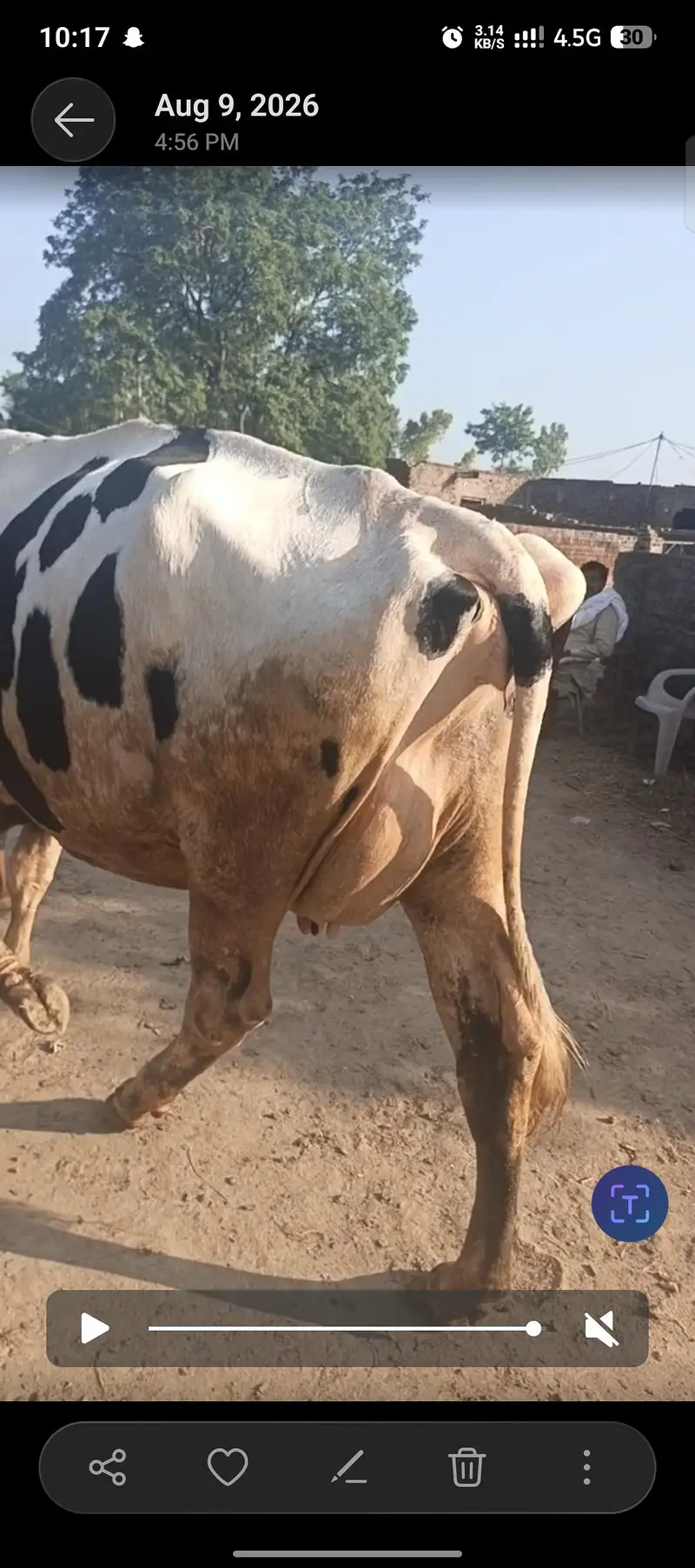 Austrialian cow — photo 4