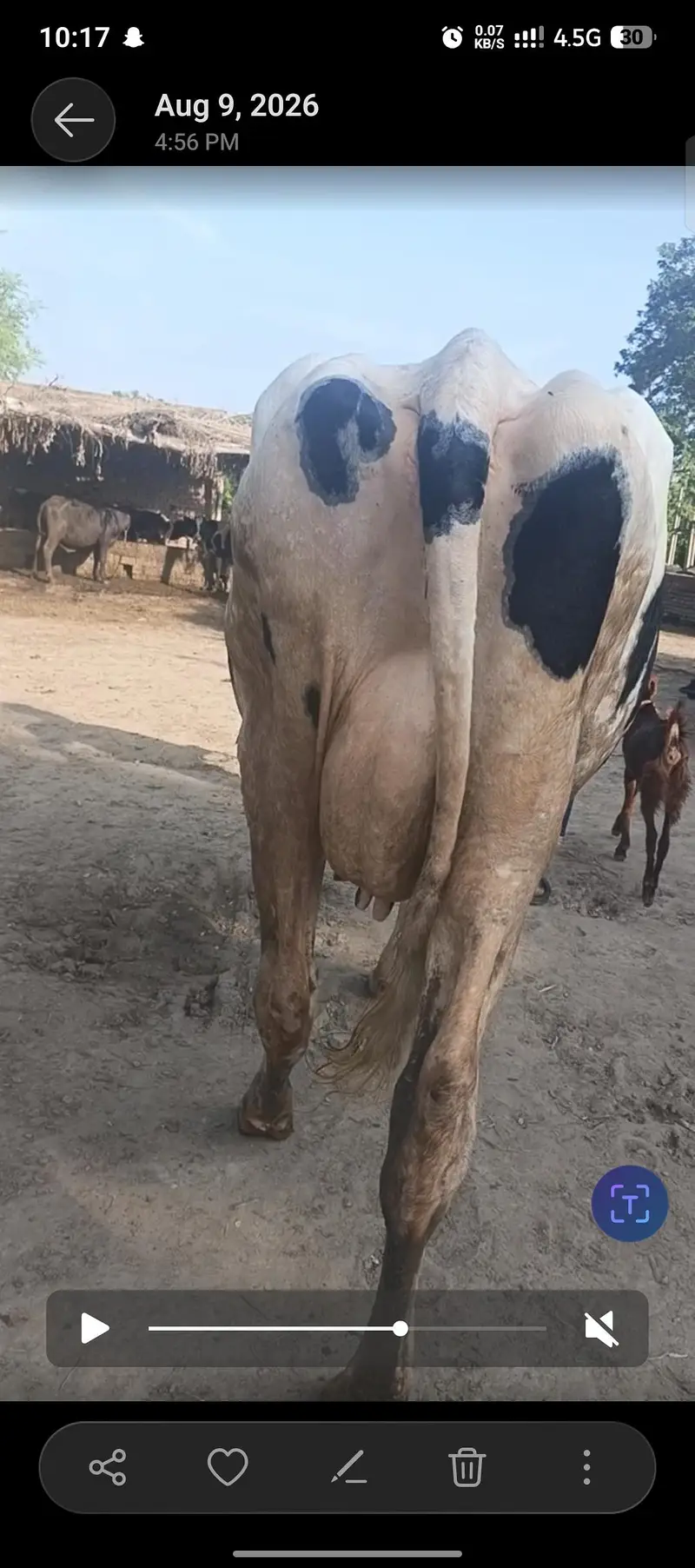 Austrialian cow — photo 5