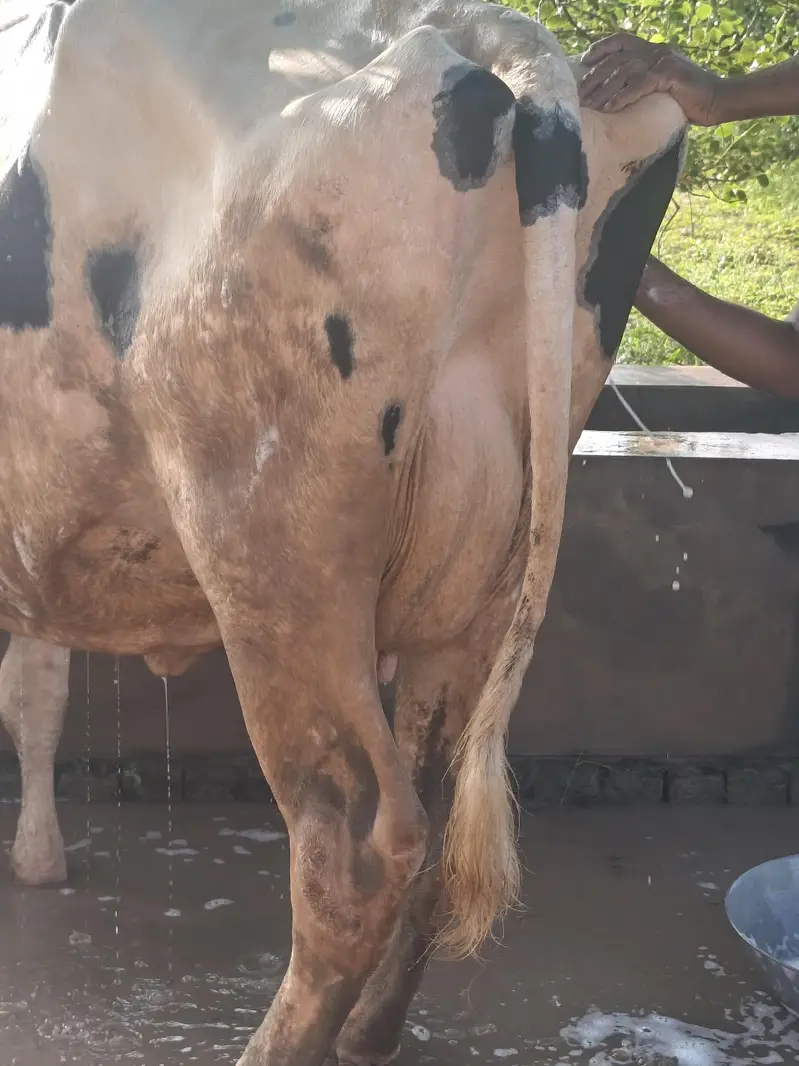Austrialian cow — photo 6