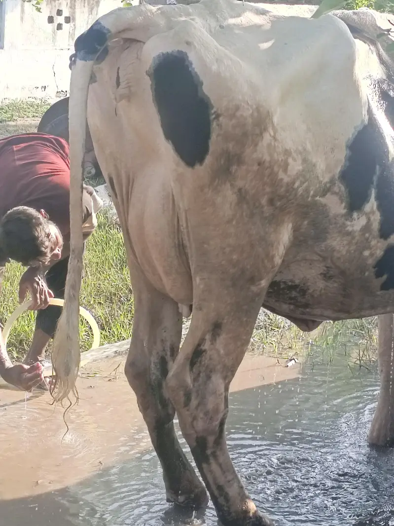 Austrialian cow — photo 7