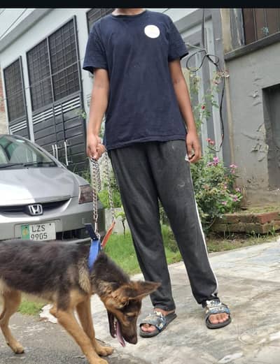 healthy and playfull