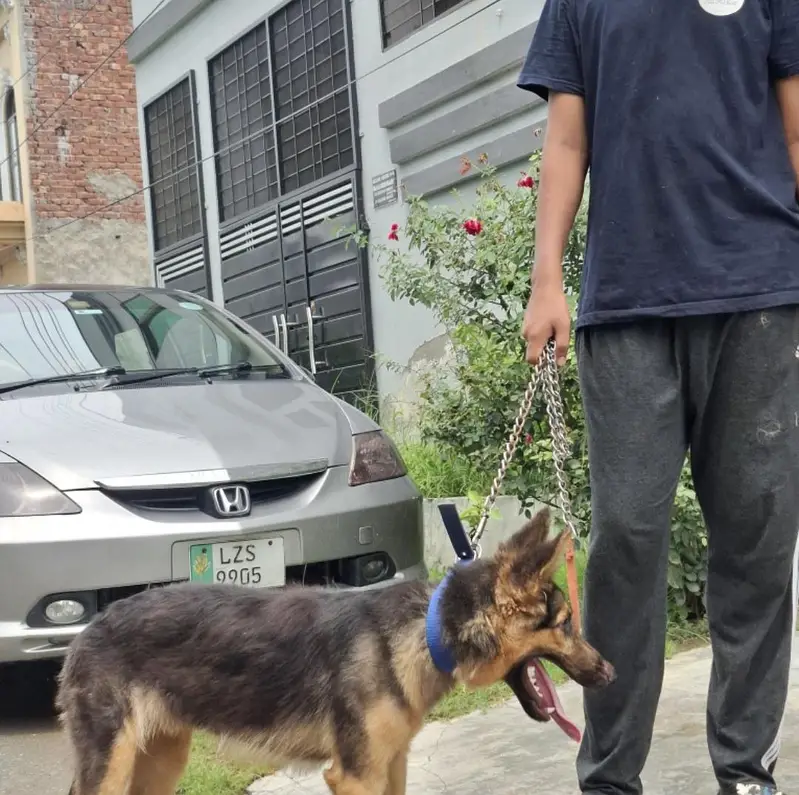 healthy and playfull — photo 2