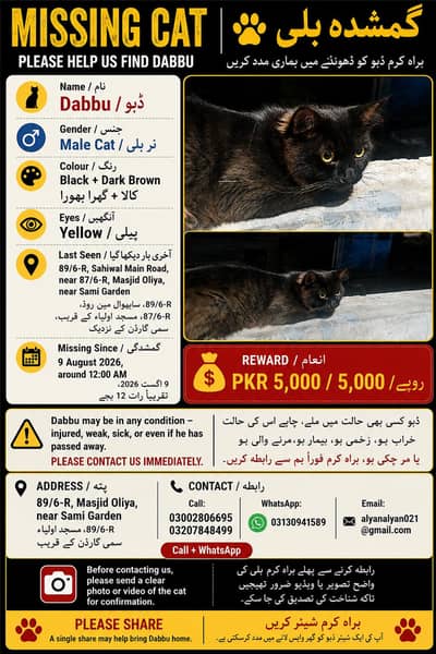 lost cat گم شدہ بلی