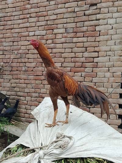 Pure aseel (mianchanu bloodline)