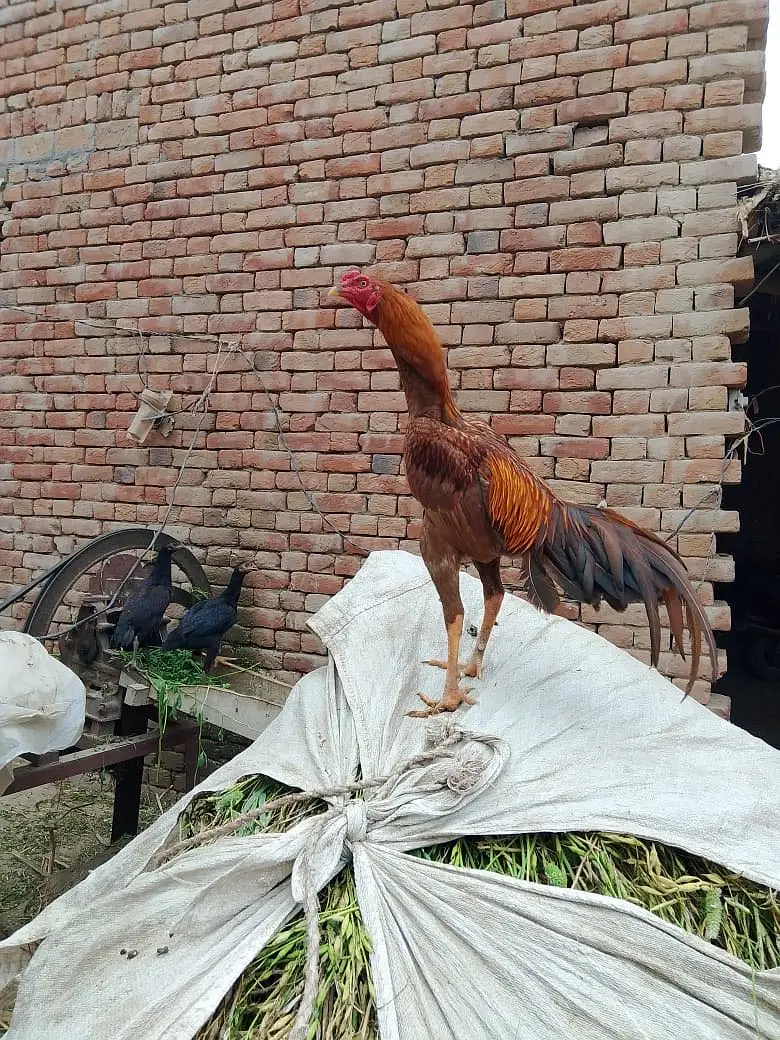 Pure aseel (mianchanu bloodline) — photo 2