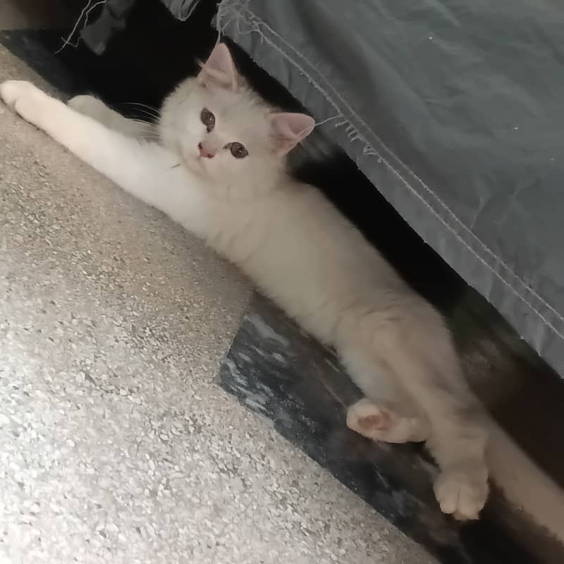 Persian Cat 0