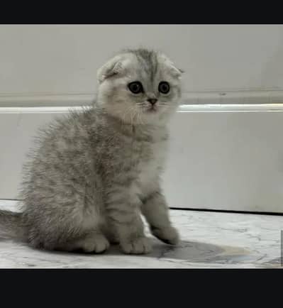 Scottish fold kittin for sell. 0313 4935014