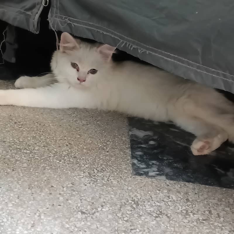 Persian Cat 1