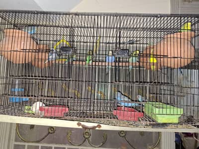 stralian parrot