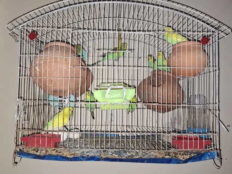 stralian parrot — photo 2