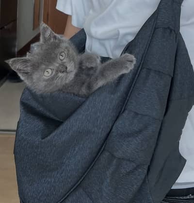 Kittens | Persian Kittens | Persian Grey Kittens For Sale