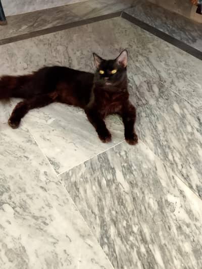 cat  bhot pyari