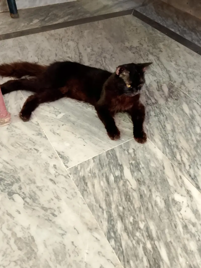 cat  bhot pyari — photo 2