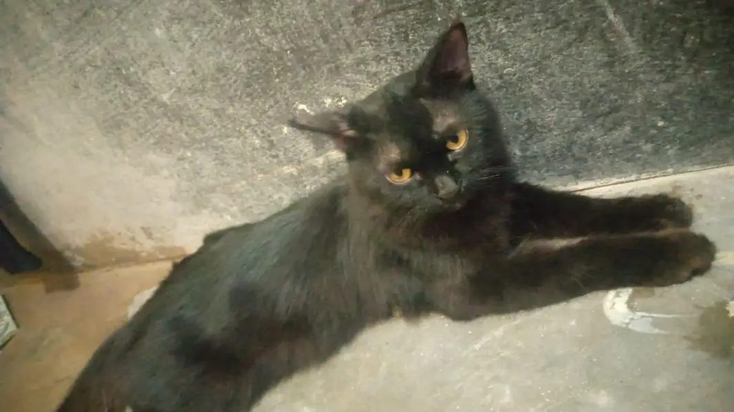 cat  bhot pyari — photo 3