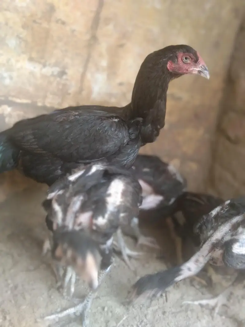 4 bachy ak murgi sth dany h chez bohot achi bap ki vdo mil jay gi — photo 2