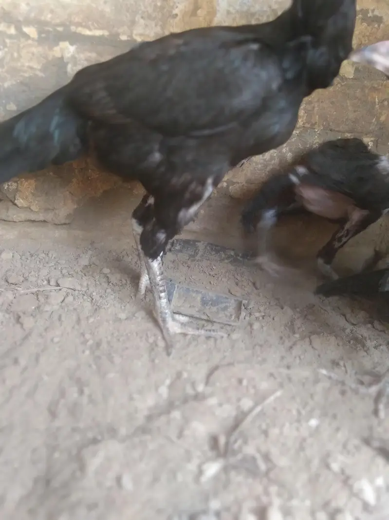 4 bachy ak murgi sth dany h chez bohot achi bap ki vdo mil jay gi — photo 3