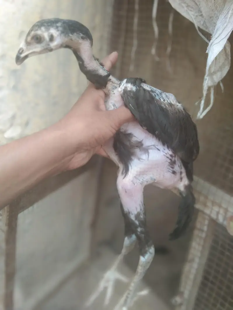 4 bachy ak murgi sth dany h chez bohot achi bap ki vdo mil jay gi — photo 4