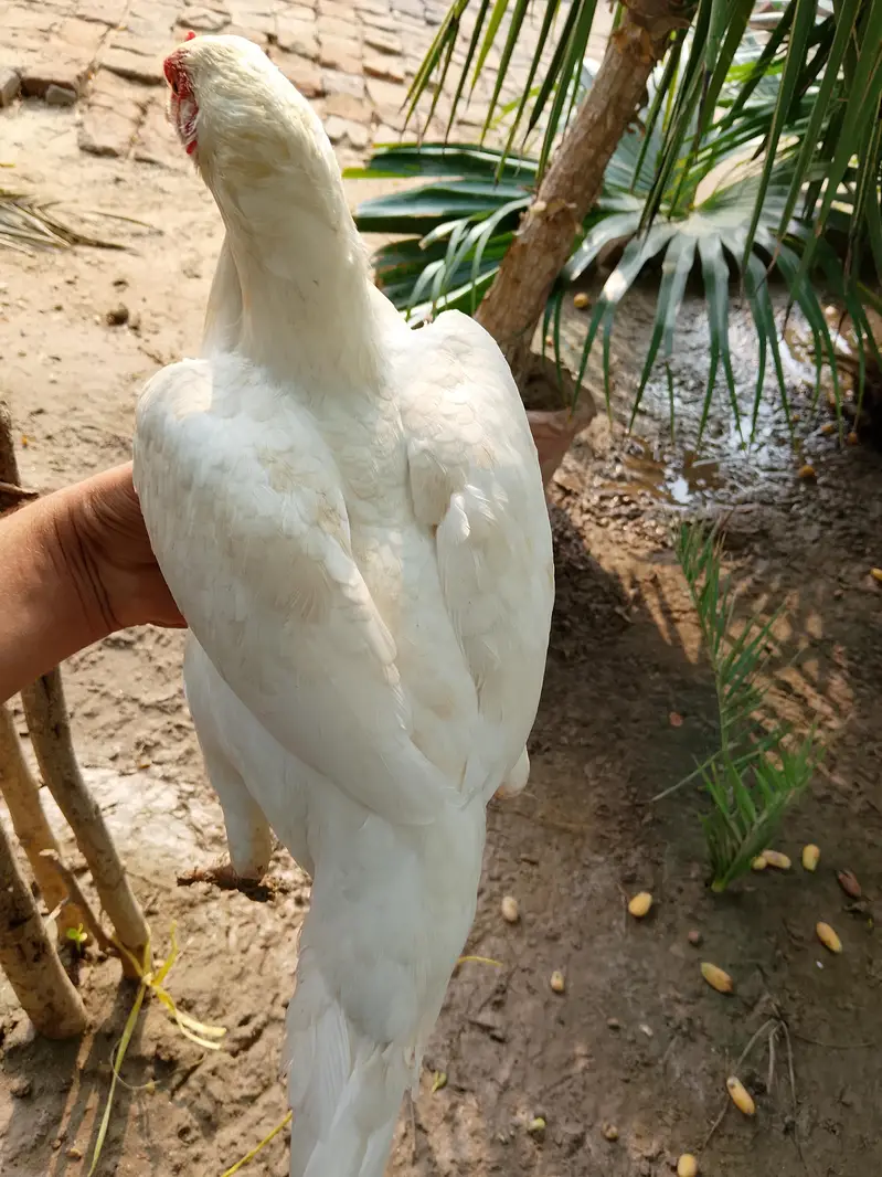 Heera Aseel paper white — photo 2