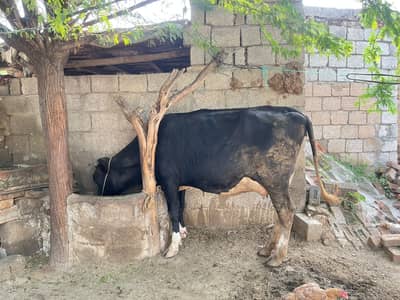 Imported Quality Pure Holstein fresien cow havey Wight