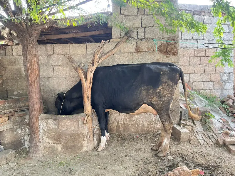 Imported Quality Pure Holstein fresien cow havey Wight