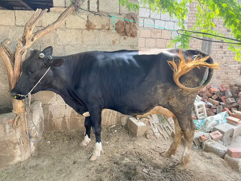 Imported Quality Pure Holstein fresien cow havey Wight — photo 2
