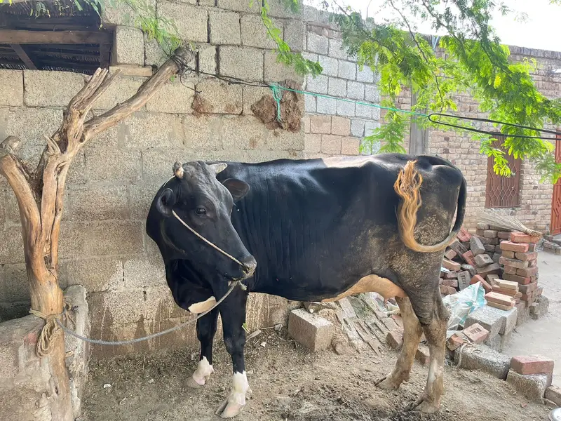 Imported Quality Pure Holstein fresien cow havey Wight — photo 3