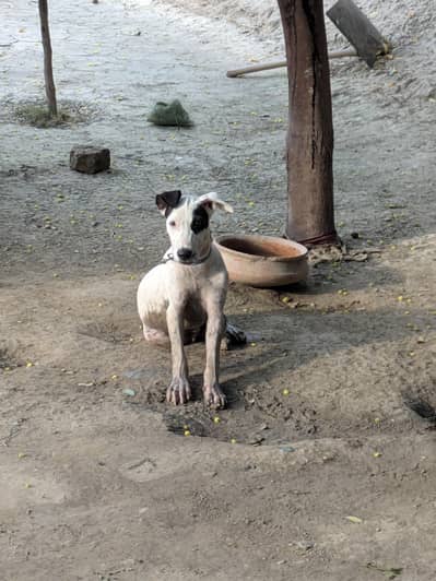 Gultair Dog for sale