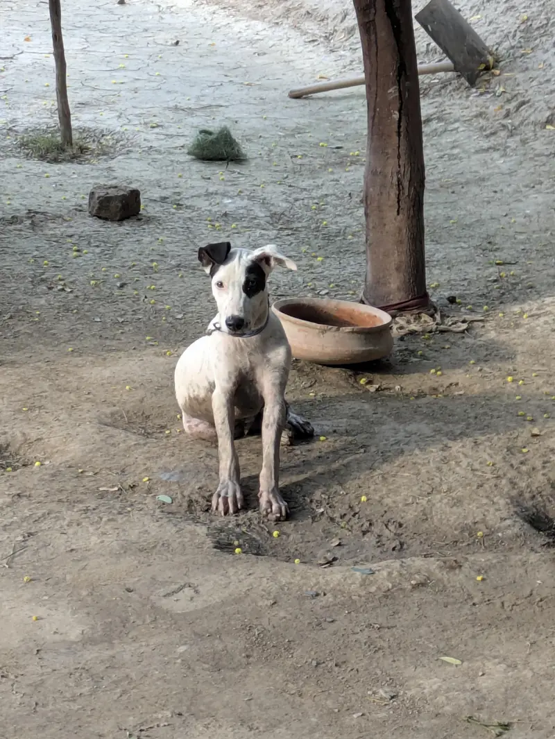 Gultair Dog for sale