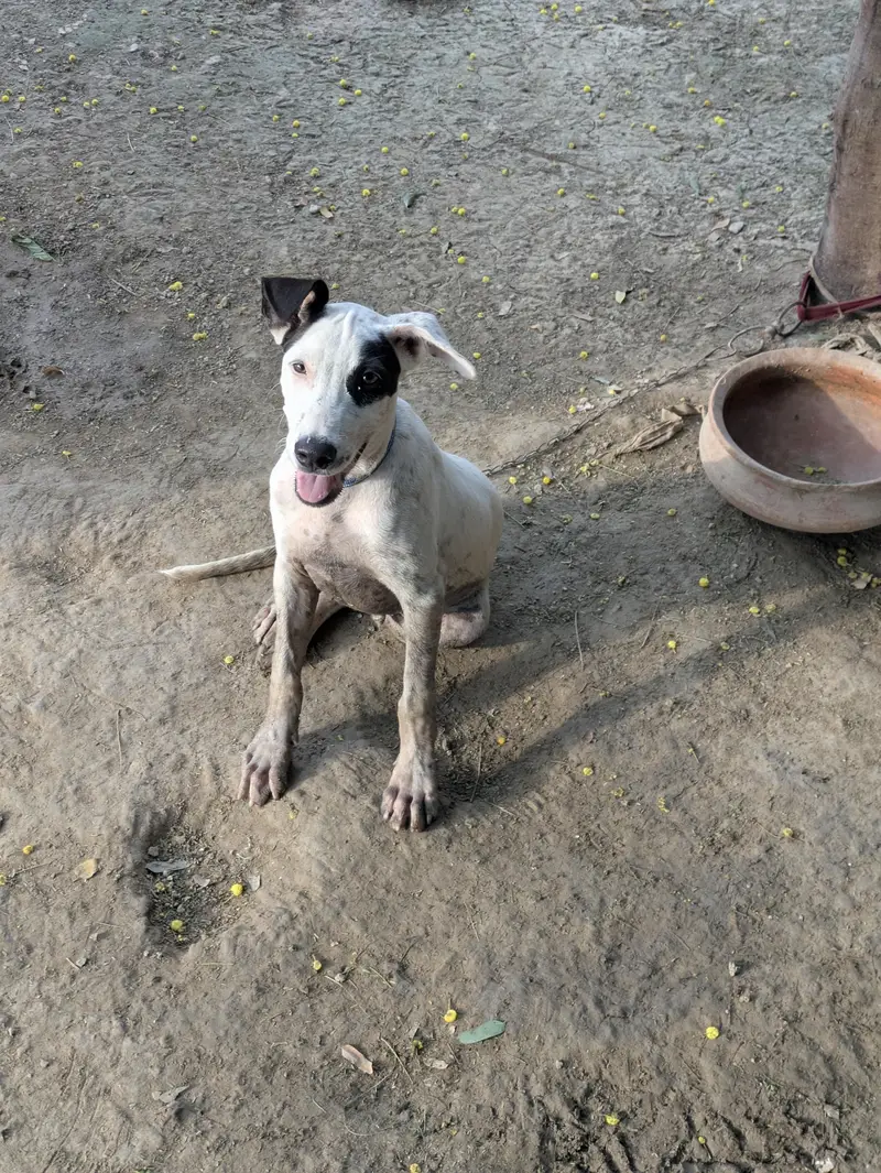 Gultair Dog for sale — photo 2