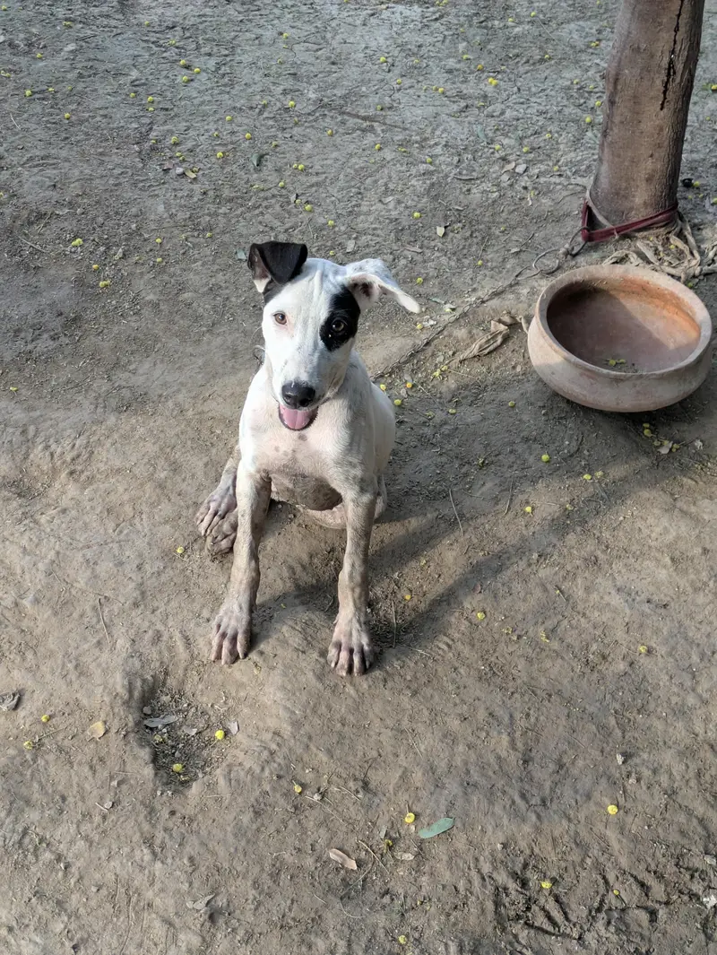Gultair Dog for sale — photo 3